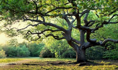 Покажу окрестности 4