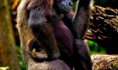 Правда - это скучно? А ложь?