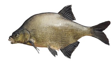 Рыбалка круглый год