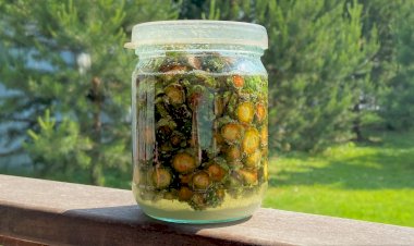 Зеленые шишки уже собрали? Если нет, то самое время отправиться в лес. Зимой иммунитет скажет вам спасибо