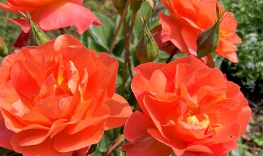 Пышное цветение роз обеспечит копеечное средство из аптеки. Сформировались бутоны? Самое время провести обработку