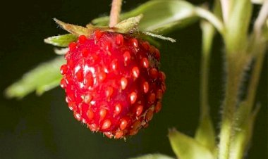 Земляничные горы