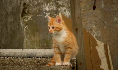 Как кот Жмурик грозы боялся