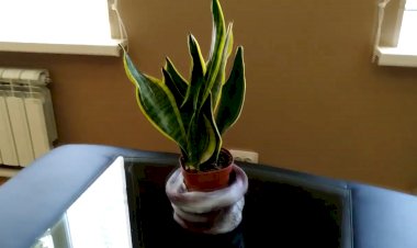 Как сделать Кашпо для цветов своими руками