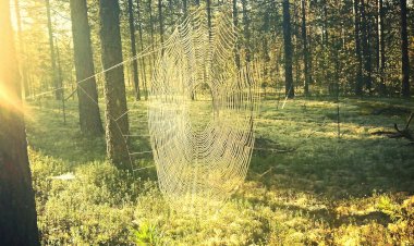 Лесная паутинка