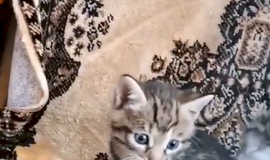 Озорные котята