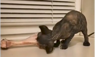 Ты не ты, когда голоден