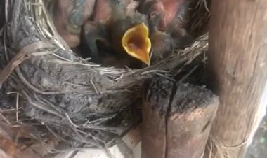 Дело было в лесу