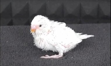 Детство попугая