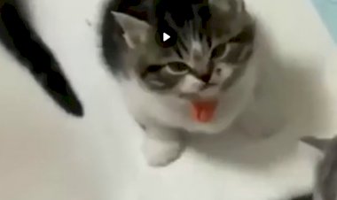 Котик злюка, но милый