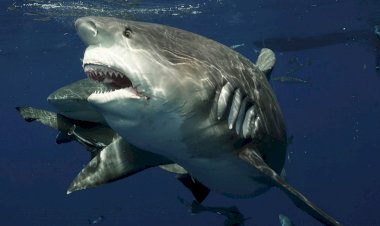 Почему акулы нападают на людей