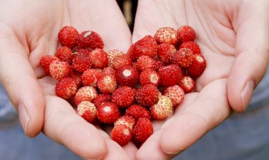 Горсть земляники