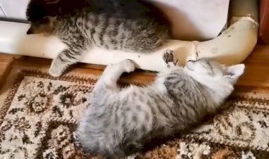 Котенок как ребенок