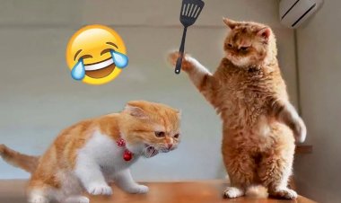 Смешные видео с животными 2023 