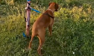 Грейсси везде с нами