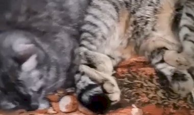 Мася и Бася