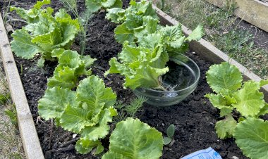 Шикарный салатик! Всего 6 рублей и салатом я обеспечена на весь сезон! Рекомендую сорт