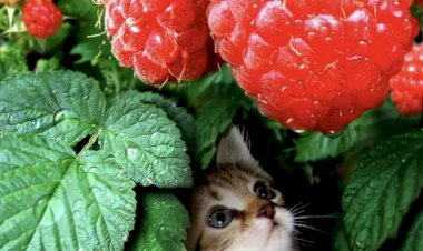 Как кот Жмурик дикой малины объелся и чуть не умер от жадности