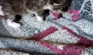 Первые шаги котенка