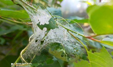 Чем помочь сливе и черёмухе?