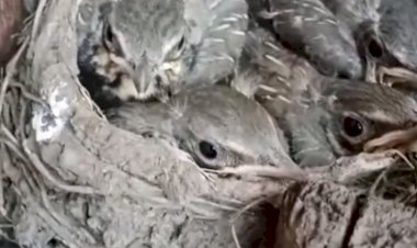 У нас в лесу гнездо Чёрного дрозда