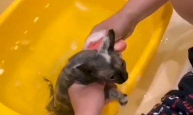 Первое купание Тоси