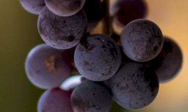 Ресвератрол — "молекула молодости" в косметике