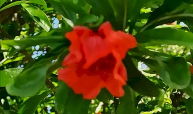 Красивые цветы и вкусные фрукты плодовых деревьев в Абхазии