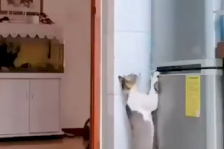 Кошки и сокровища 