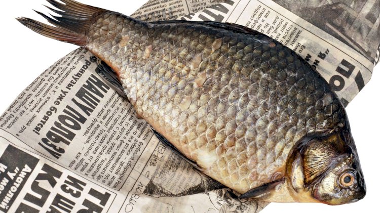 Пять любопытных фактов о рыбе и русском языке