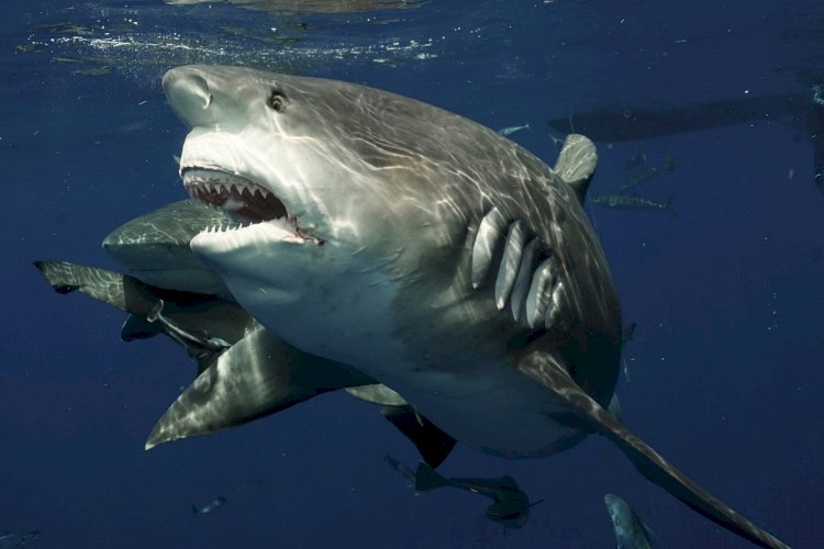 Почему акулы нападают на людей