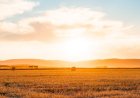 4 исторических языческих обычая первого летнего урожая.