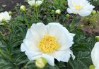 Солнце и Луна - пион невероятной красоты. Чем подкормить пионы во время цветения и бутонизации