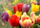 Мамины Тюльпаны