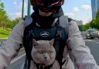 Кошки байкеры и велосипедисты