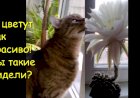 Невероятное приключение кота Кузьмы