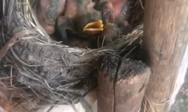 Гнездо Чёрного Дрозда в лесу.