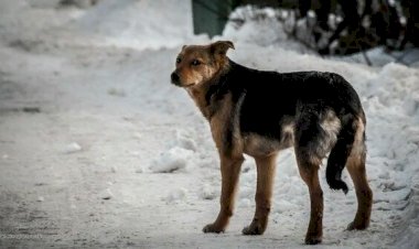 Бродячие собаки в городе
