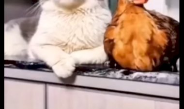 Кошки воспитательницы