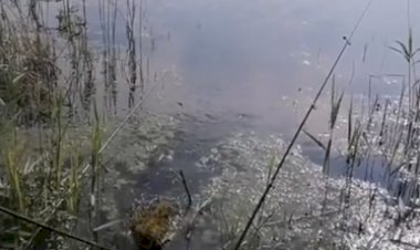 Парик водяного