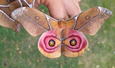 Удивительная моль