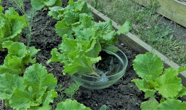 Салат листовой. Как убрать горечь при наличии таковой