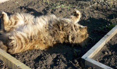 Ой, живая! Будни курбобихи