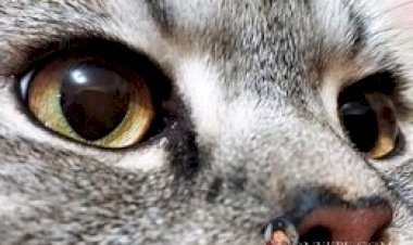 Самая главная Звезда нашей семьи