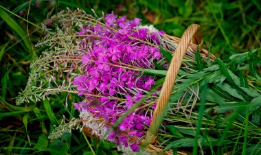 Иван чай на даче