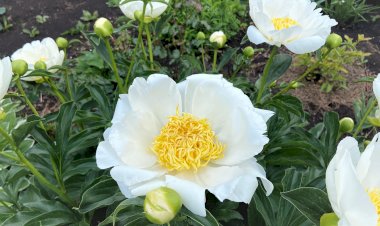 Солнце и Луна - пион невероятной красоты. Чем подкормить пионы во время цветения и бутонизации