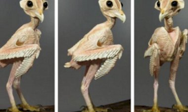 Как выглядят животные без шерсти?