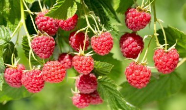 Малина Для Валюшки)