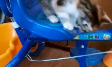 Котенок как ребенок