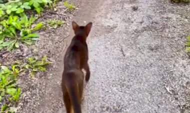 Такие смелые кошки